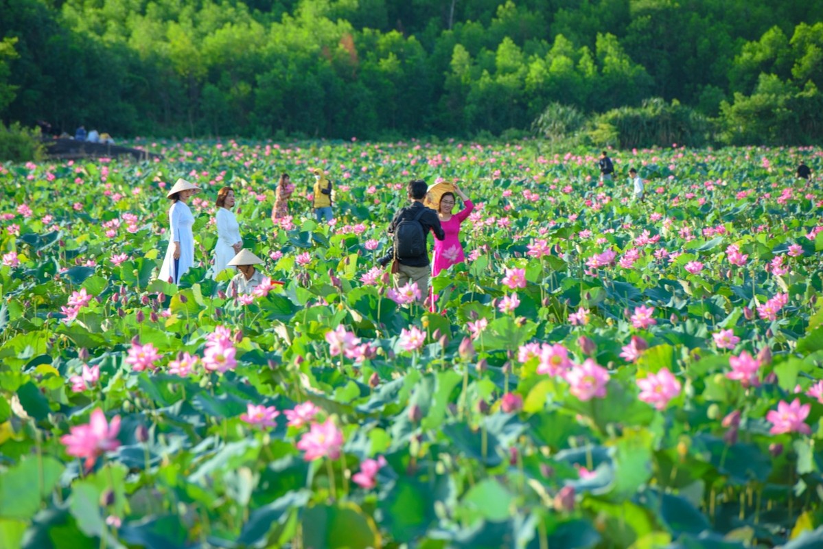 Ve dep lung linh cua dam sen Tra Ly, Duy Xuyen-Hinh-9