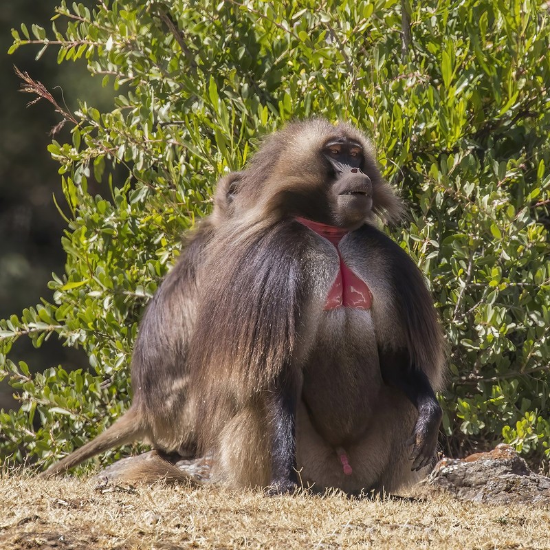 Nhung loai khi noi tieng nhat chau Phi: Co loai khuon mat cuc di-Hinh-6