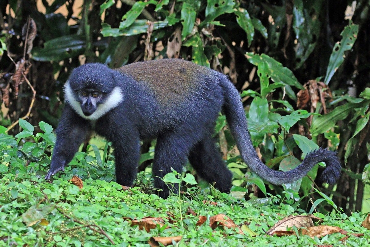 Top loai khi noi tieng nhat chau Phi: Mot loai co bo rau cuc la-Hinh-5