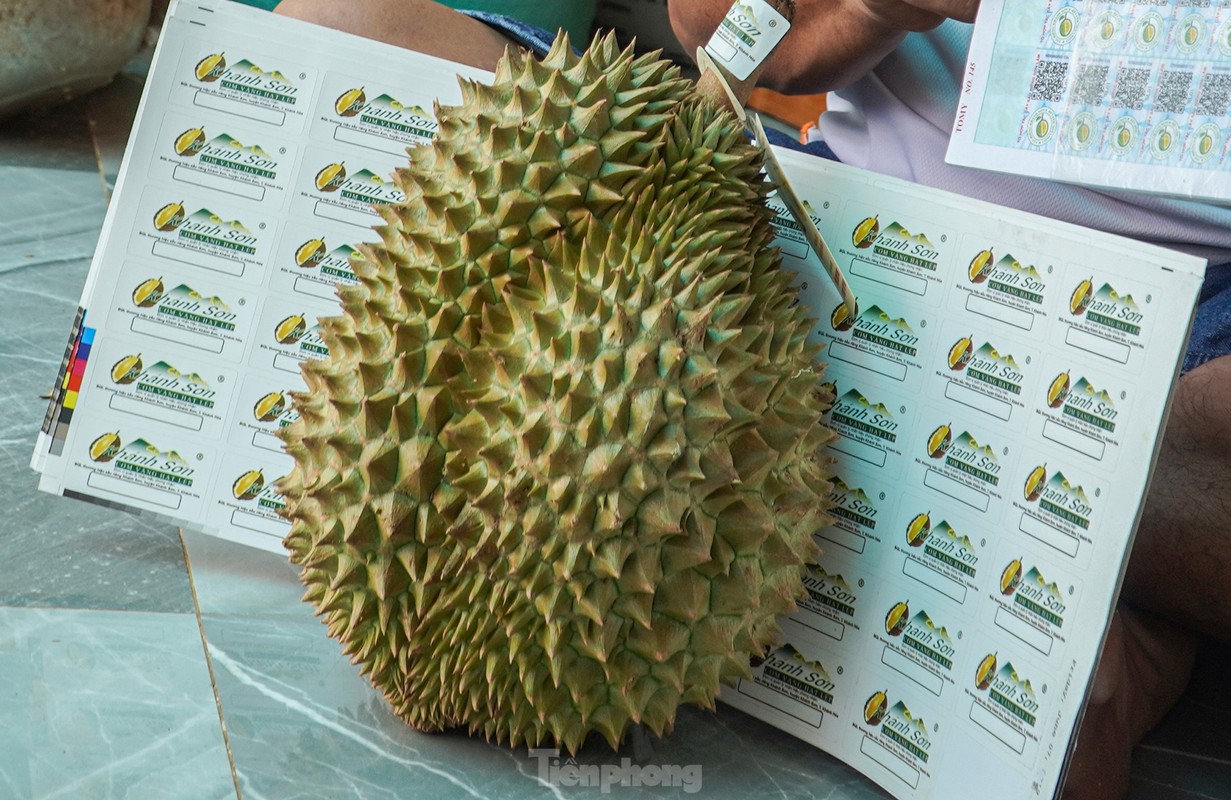 Nong dan 'hai ra tien' nho gia sau rieng phi ma-Hinh-8