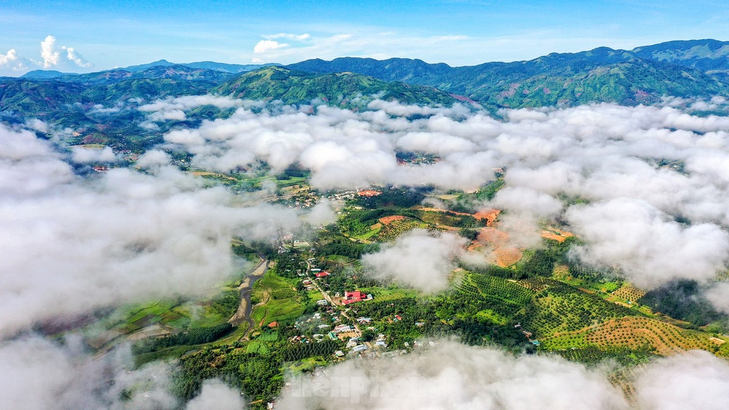 Nong dan 'hai ra tien' nho gia sau rieng phi ma