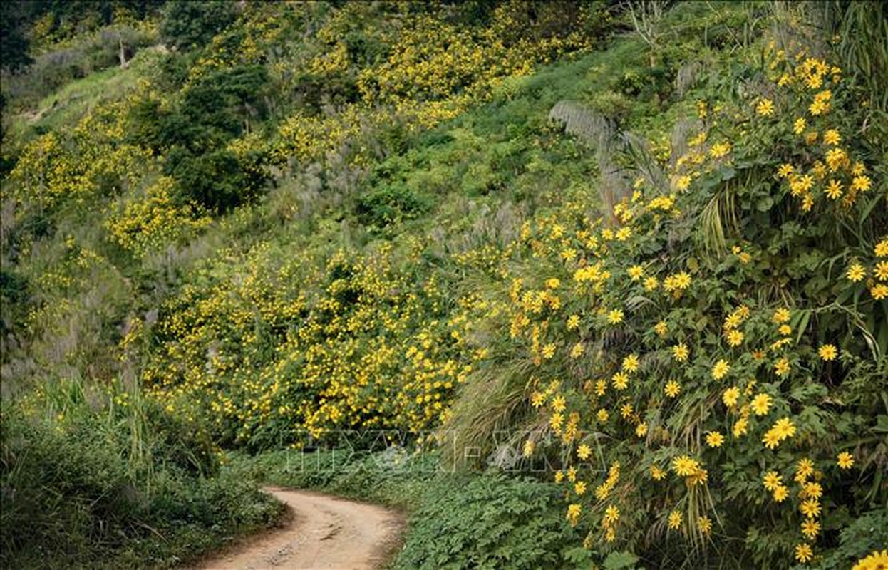 Mua hoa da quy nhuom vang nui doi Tay Bac-Hinh-5