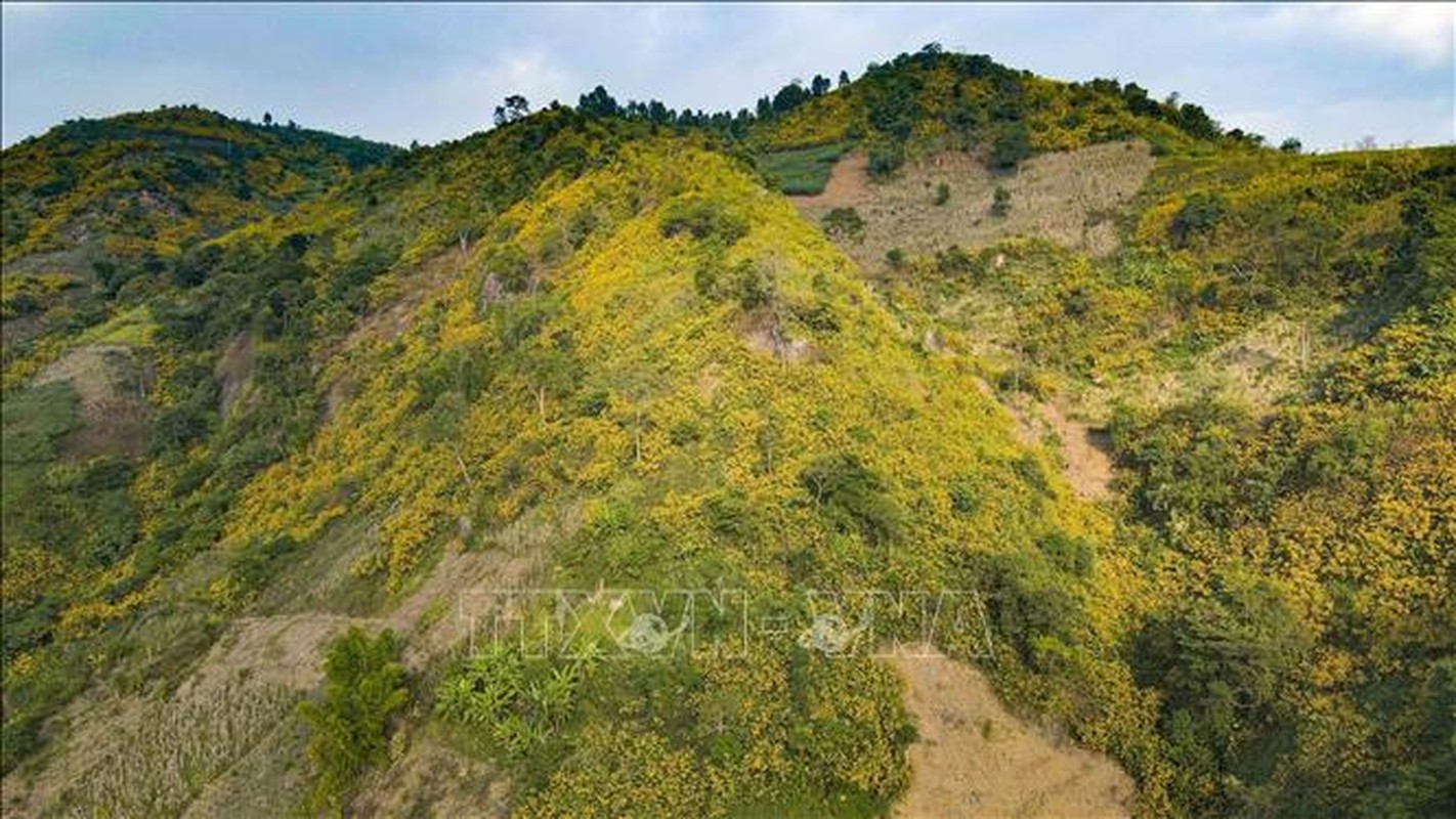 Mua hoa da quy nhuom vang nui doi Tay Bac-Hinh-8