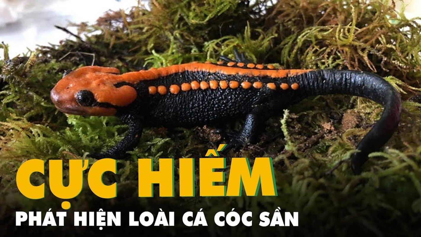 Phat hien loai dong vat moi chan dong nhat Viet Nam 2023-Hinh-6