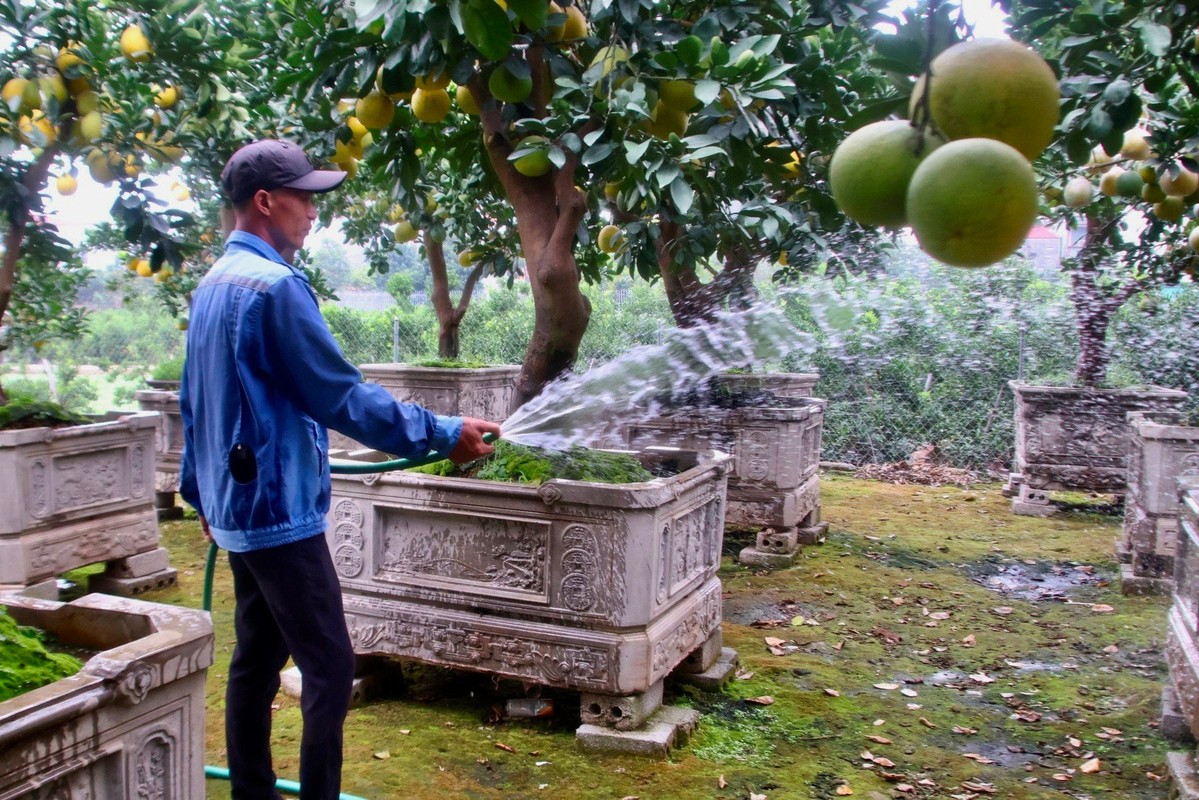 Kinh te kho khan, buoi bonsai ban cham, quat canh “len ngoi”-Hinh-2