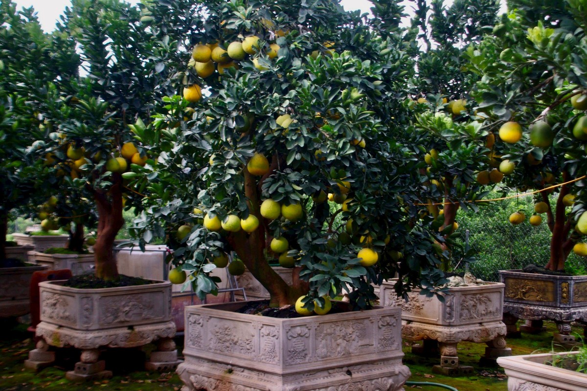 Kinh te kho khan, buoi bonsai ban cham, quat canh “len ngoi”-Hinh-7