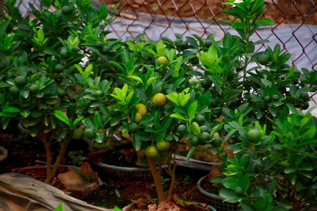 Kinh te kho khan, buoi bonsai ban cham, quat canh “len ngoi”-Hinh-8