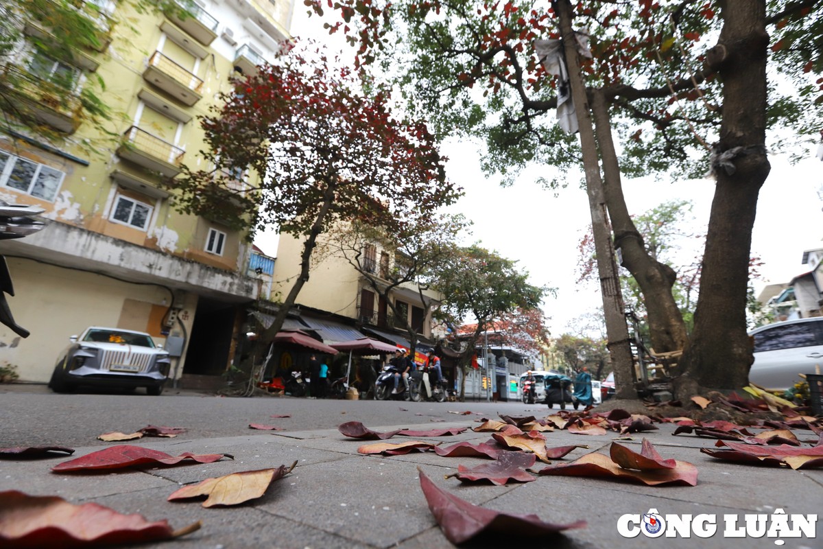 ha noi dep nen tho duoi sac do cua la bang hinh 9