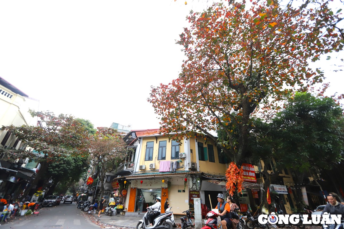 ha noi dep nen tho duoi sac do cua la bang hinh 10