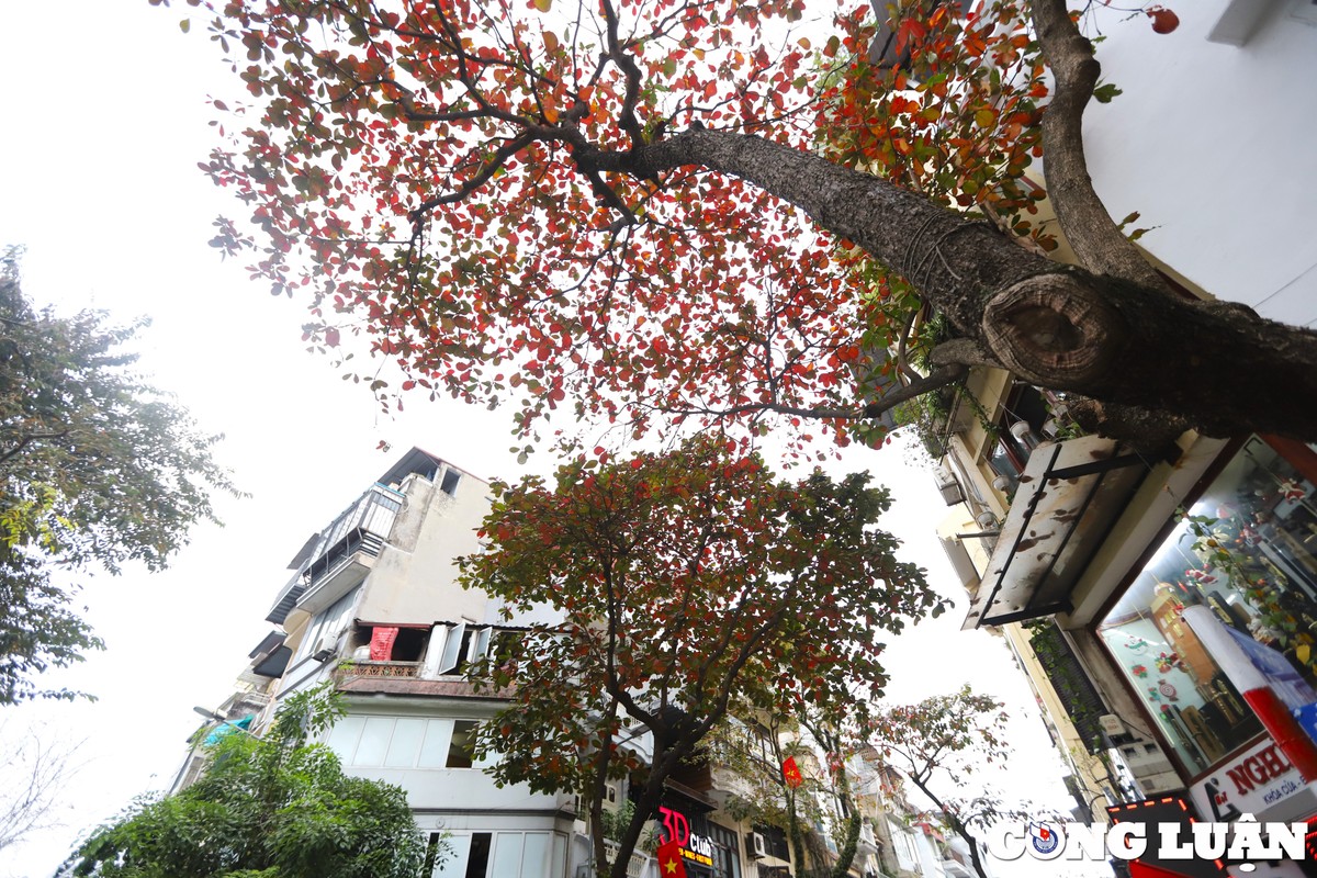 ha noi dep nen tho duoi sac do cua la bang hinh 5