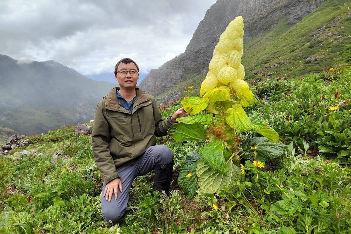 View - 	Sự thật bất ngờ loài cây 400 năm nở hoa một lần trên Himalaya