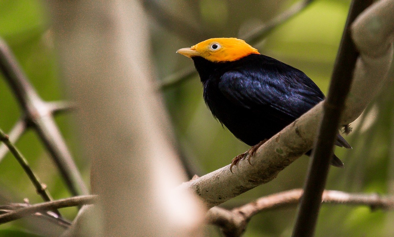 View - 	Đã mắt trước vẻ đẹp kỳ diệu của các loài chim di châu Mỹ