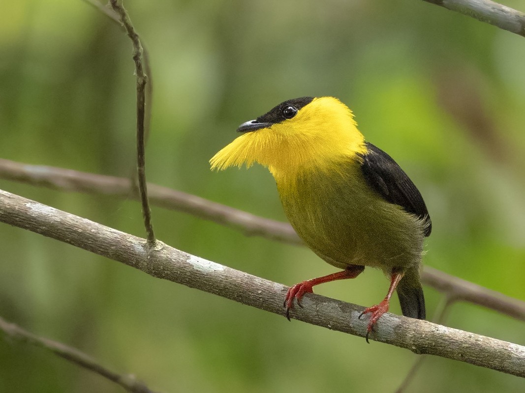 View - 	Đã mắt trước vẻ đẹp kỳ diệu của các loài chim di châu Mỹ
