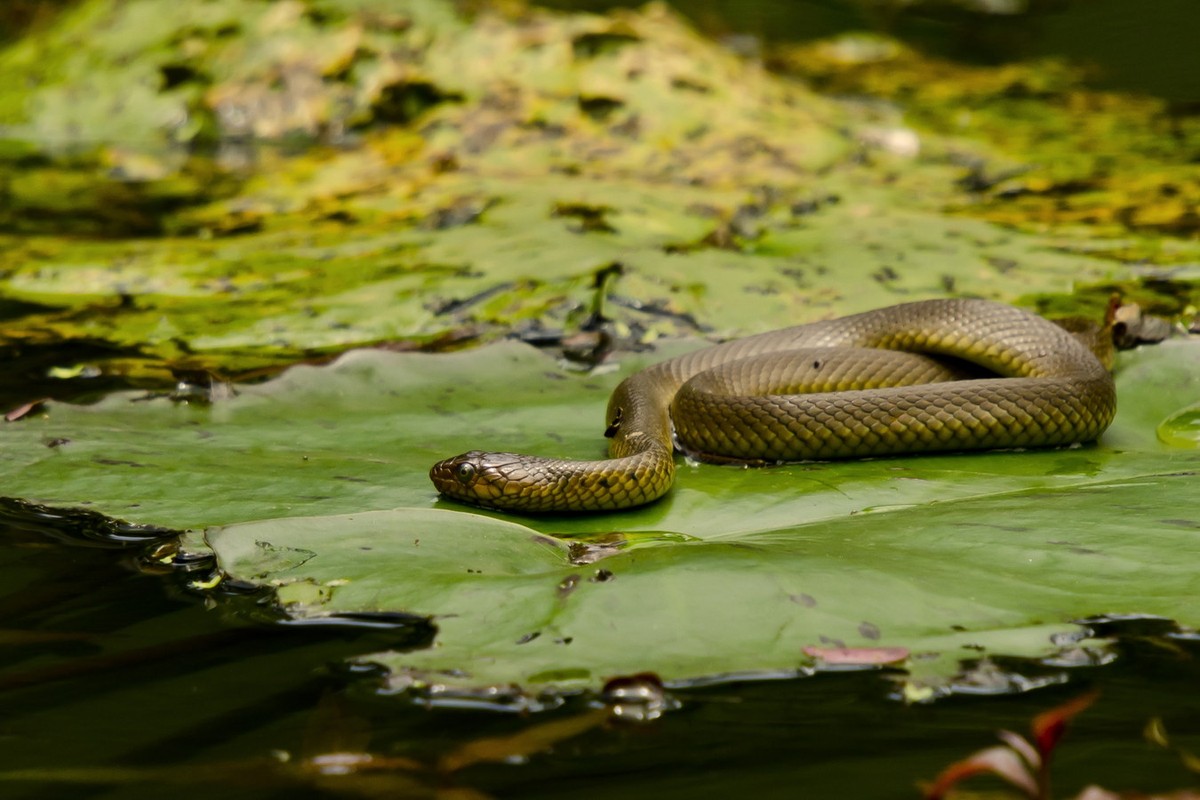 View - 	Top loài rắn nước độc nhất Việt Nam có loài trông như hổ mang