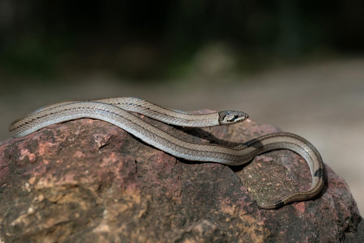 View - 	Top loài rắn nước độc nhất Việt Nam có loài trông như hổ mang