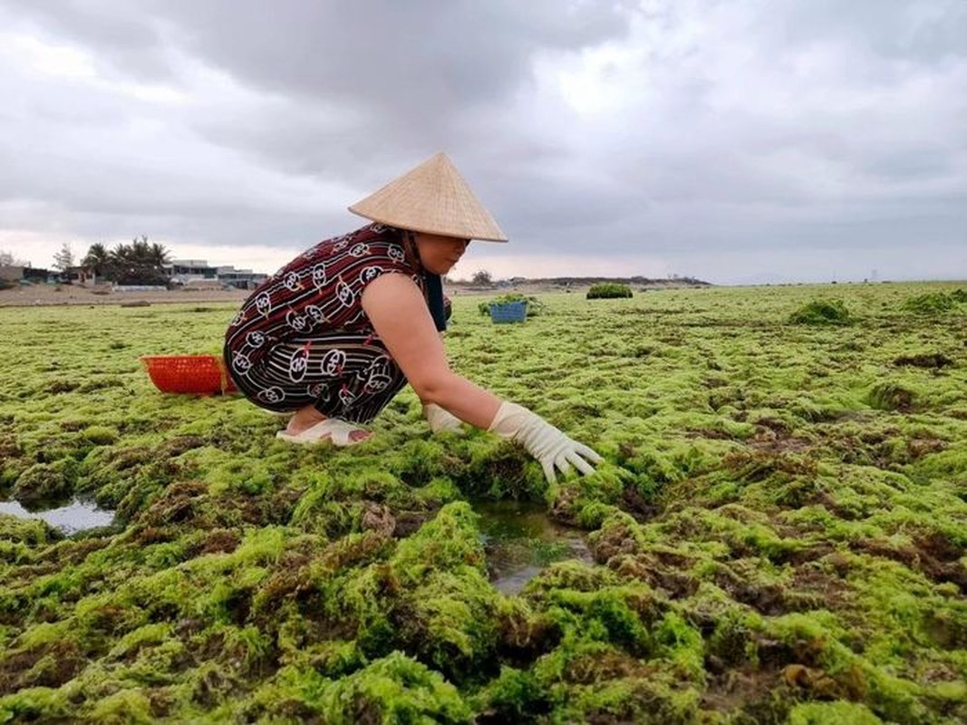 Can canh khai thac rong nho tai Ninh Thuan-Hinh-2