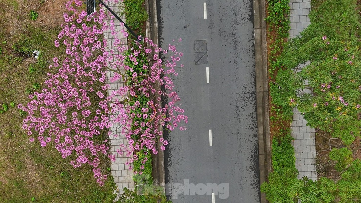 View - 	Mê hoặc với con đường hoa kèn hồng đang bung nở ở Hà Nội