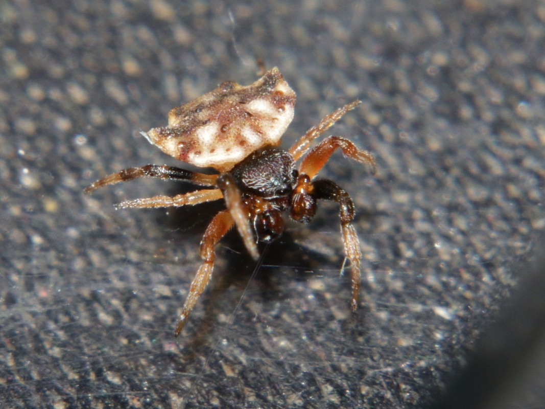 View - 	Loài nhện có hình thù kỳ dị nhất thế giới Việt Nam đầy rẫy 