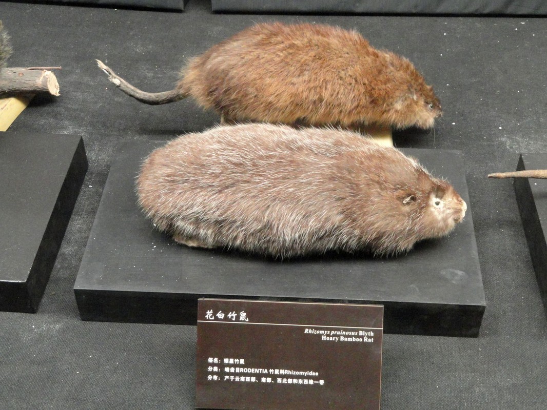 View - 	Loài chuột béo múp nặng gần một cân người Việt thi nhau săn lùng