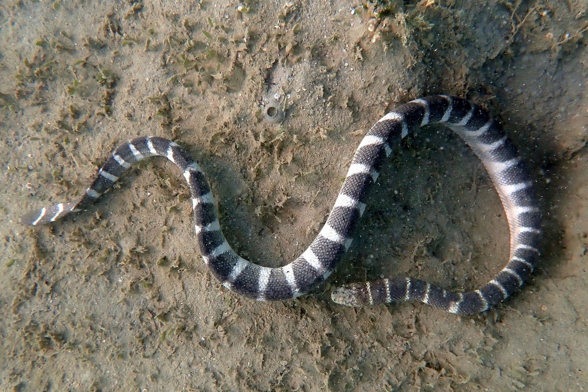 View - 	Điểm danh những loài rắn biển có nọc độc cực mạnh ở Việt Nam
