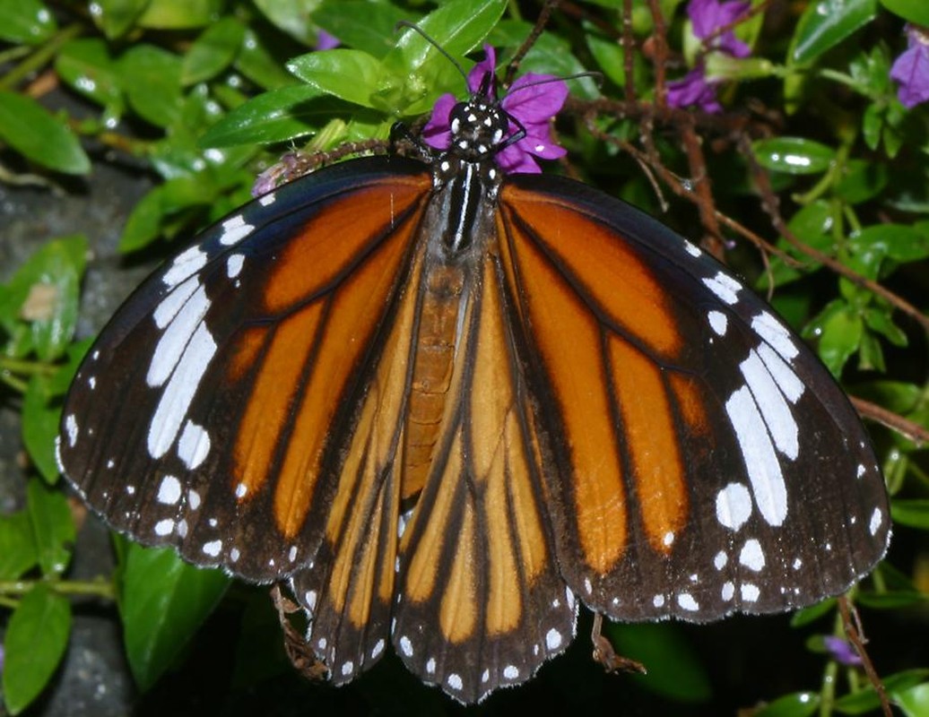 View - 	Ngắm các loài bướm đẹp xuất sắc ở Việt Nam qua ảnh phó nháy Mỹ
