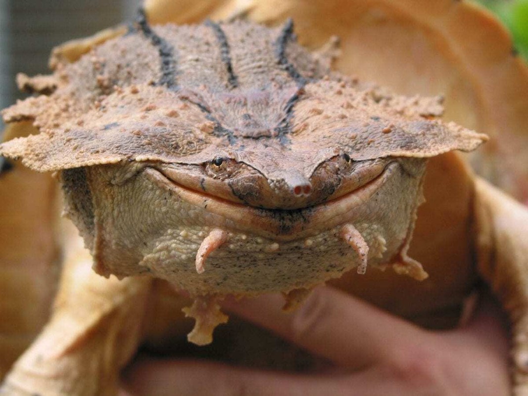 View - 	Phát khiếp với loài rùa có hình thù xấu xí nhất thế giới