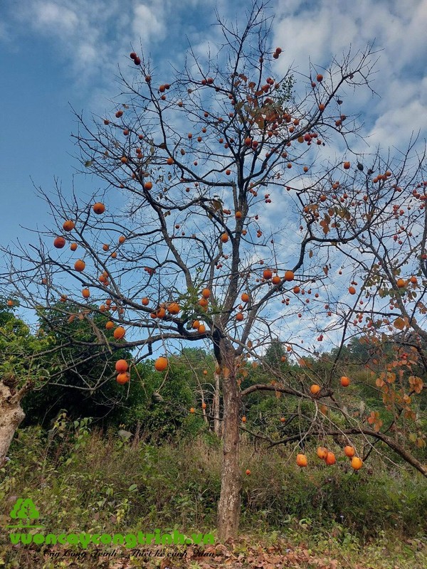 Top 7 loai cay an qua mang y nghia giau sang, sung tuc-Hinh-7