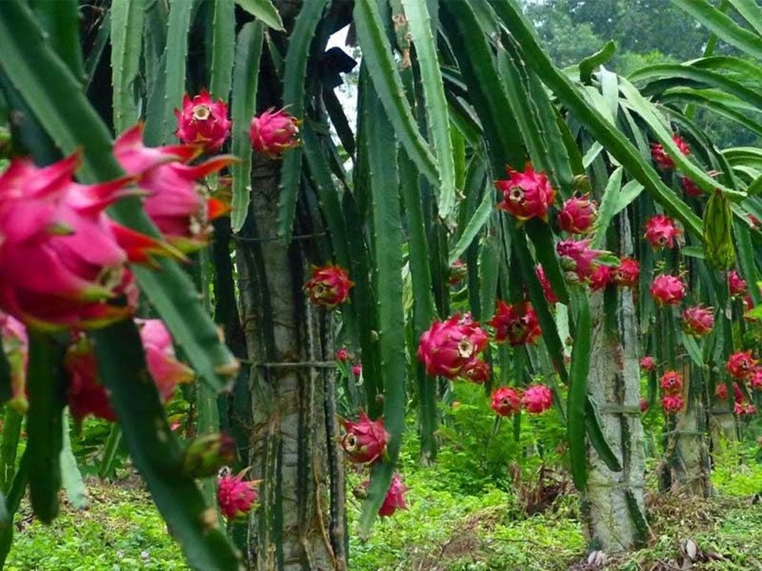 Top 7 loai cay an qua mang y nghia giau sang, sung tuc-Hinh-8