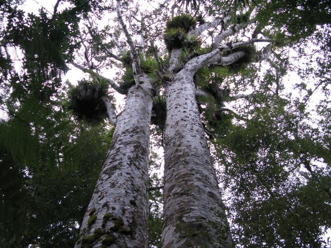 Loai cay 'gia' nhat the gioi duoc menh danh la 'chua te cac loai cay'-Hinh-2