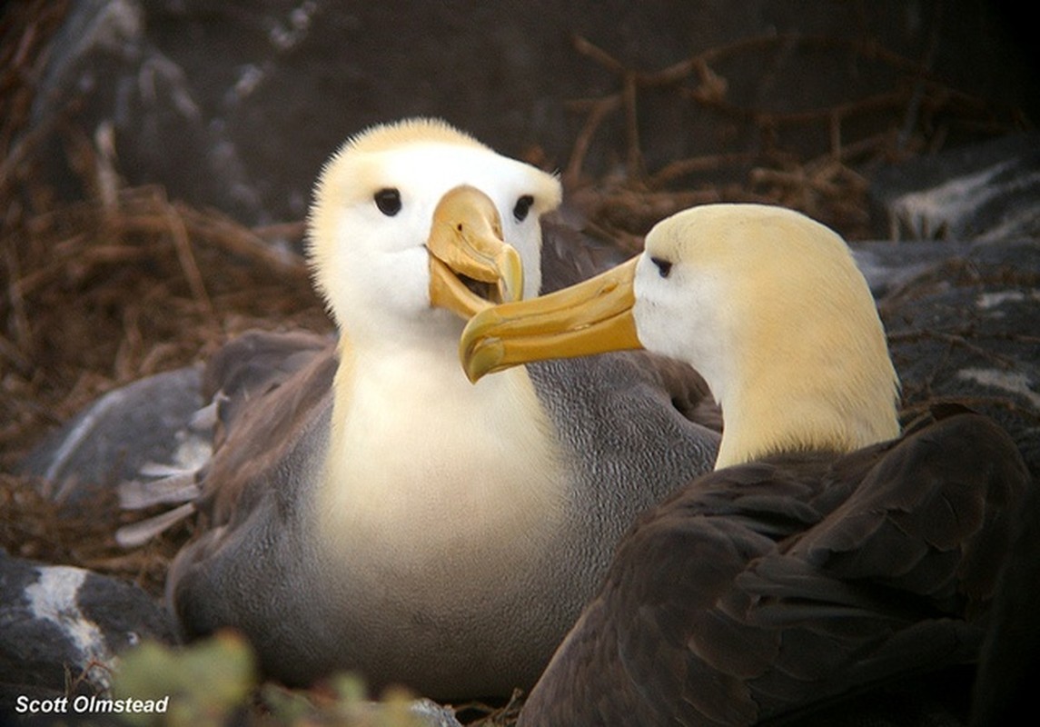 Top 10 loai dong vat ky la, dac huu cua quan dao Galapagos-Hinh-6