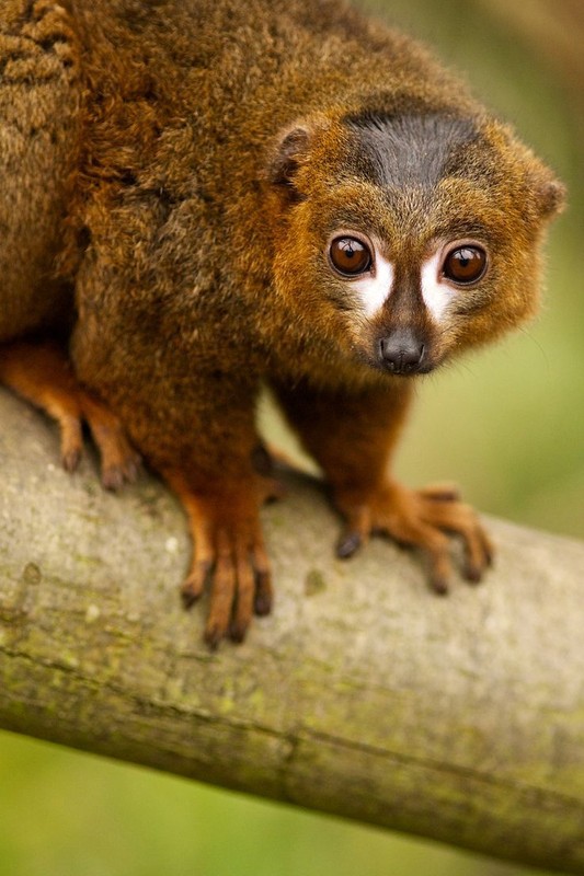 15 dieu cuc thu vi it nguoi biet ve cac loai vuon cao Madagascar-Hinh-13