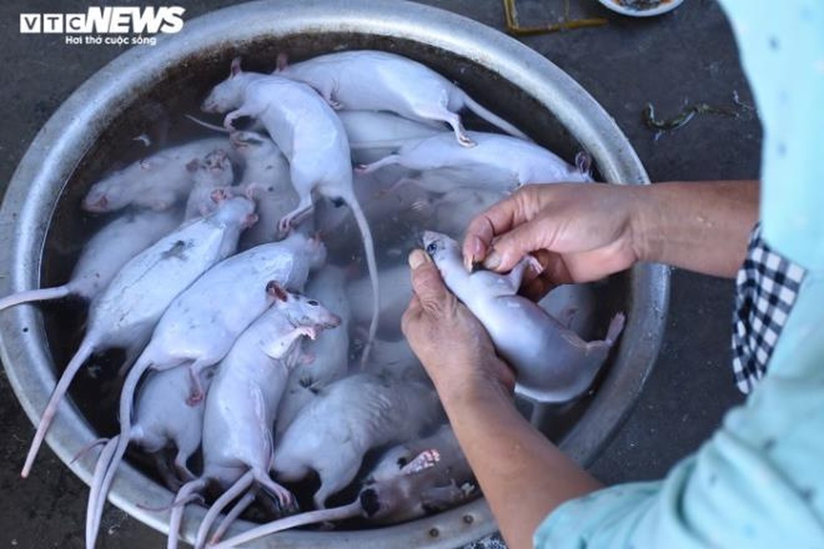 Lang bat chuot dong ngay chinh vu lam den dau het den day-Hinh-8