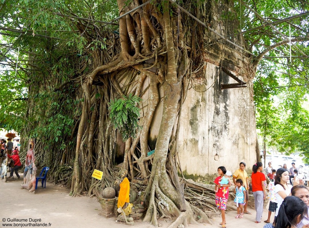 Doc dao nhung ngoi den, dinh chua an minh duoi bo re cay co thu-Hinh-6