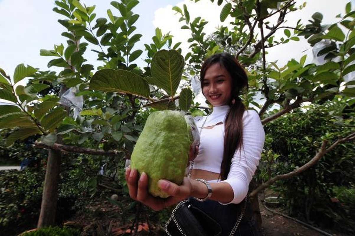 Da mat voi vuon oi qua nang toi 1,5kg cua lao nong-Hinh-8