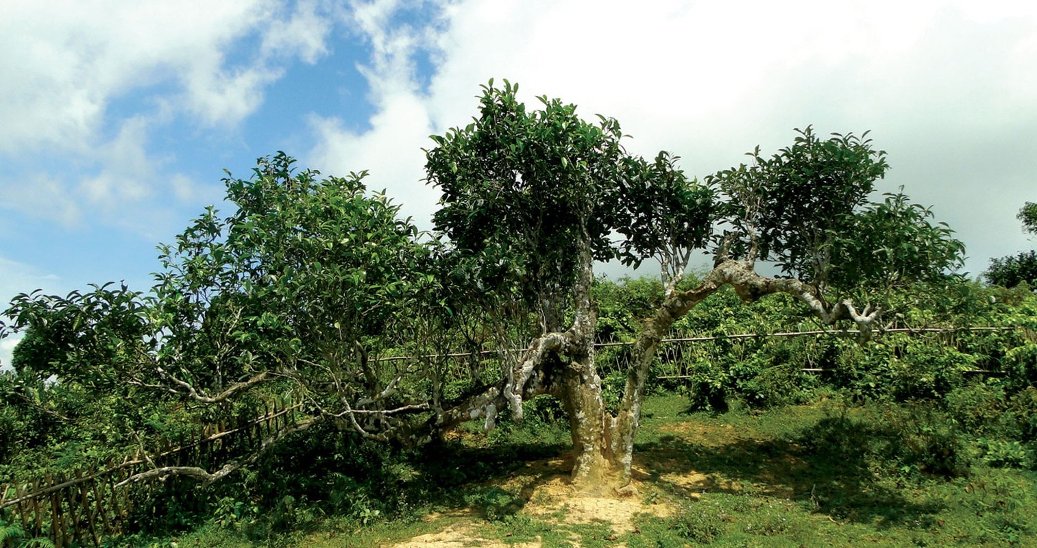 Cho tinh Khau Vai o tinh nao, ban hang gi?-Hinh-5