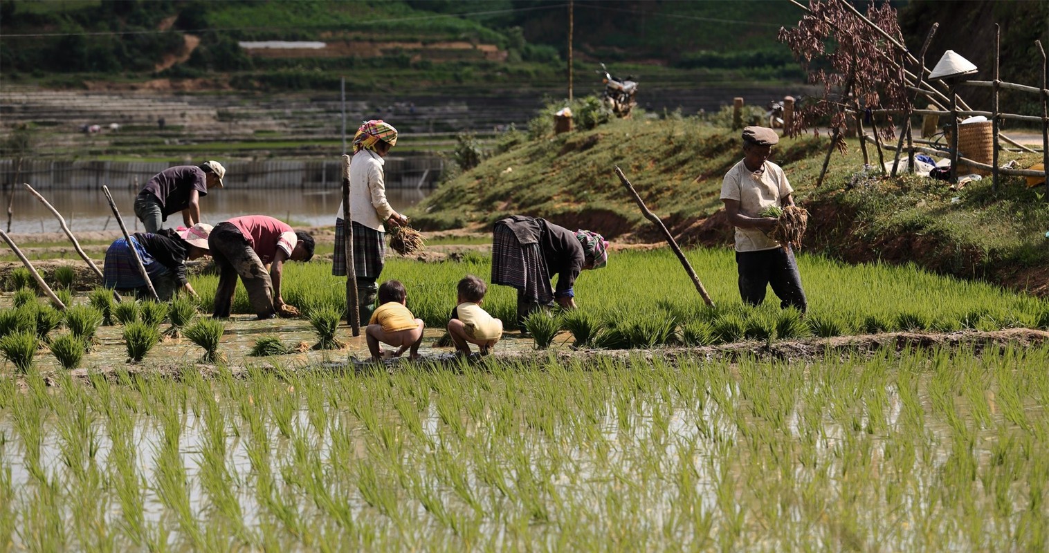 Mu Cang Chai dep me hon voi ruong bac thang mua nuoc do-Hinh-11