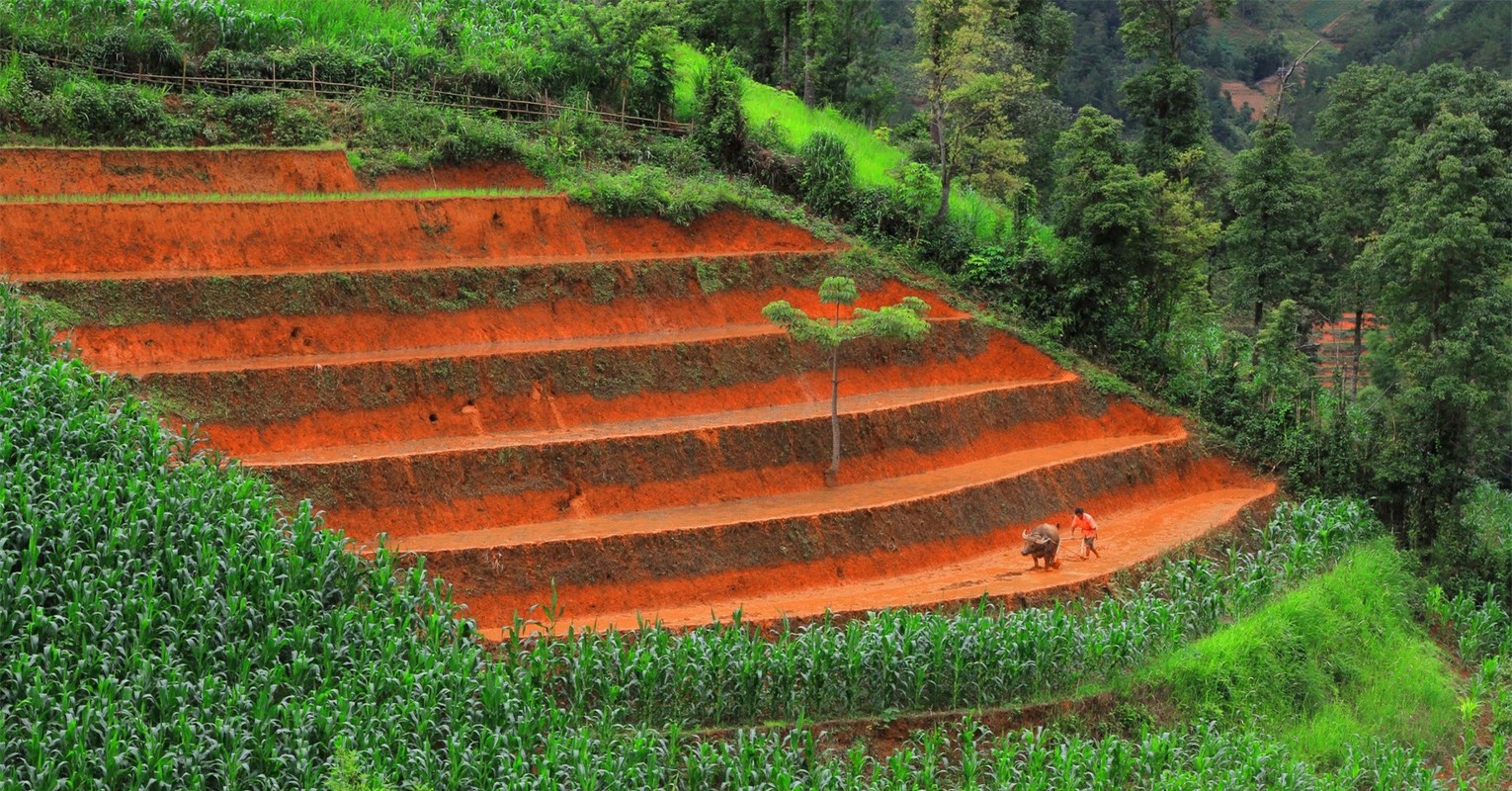 Mu Cang Chai dep me hon voi ruong bac thang mua nuoc do-Hinh-4