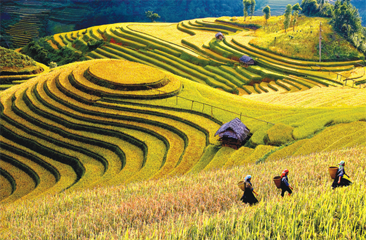 Kham pha ruong bac thang Mu Cang Chai dep me hon-Hinh-2