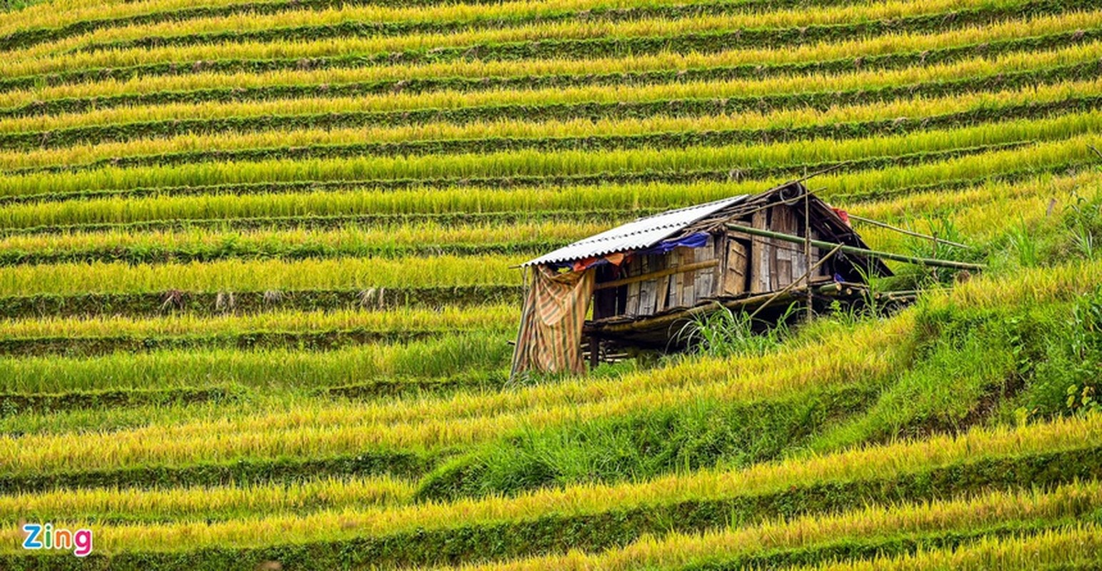 Kham pha ruong bac thang Mu Cang Chai dep me hon-Hinh-5