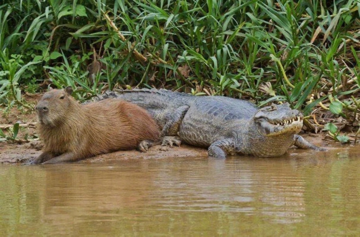 Loai chuot khong lo noi tieng than thien-Hinh-8