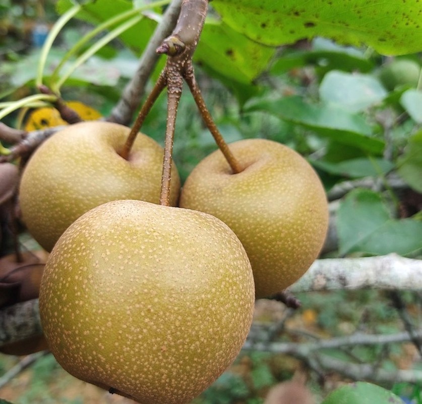 Loat dac san tren dat Cao Bang nhac ten ai cung nho-Hinh-3