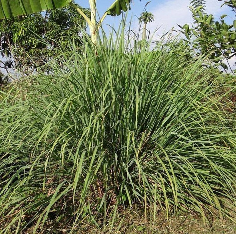 Nhung vat lieu ky quac lam “giay ve sinh”, nghe thoi da thay nhoi dau-Hinh-8