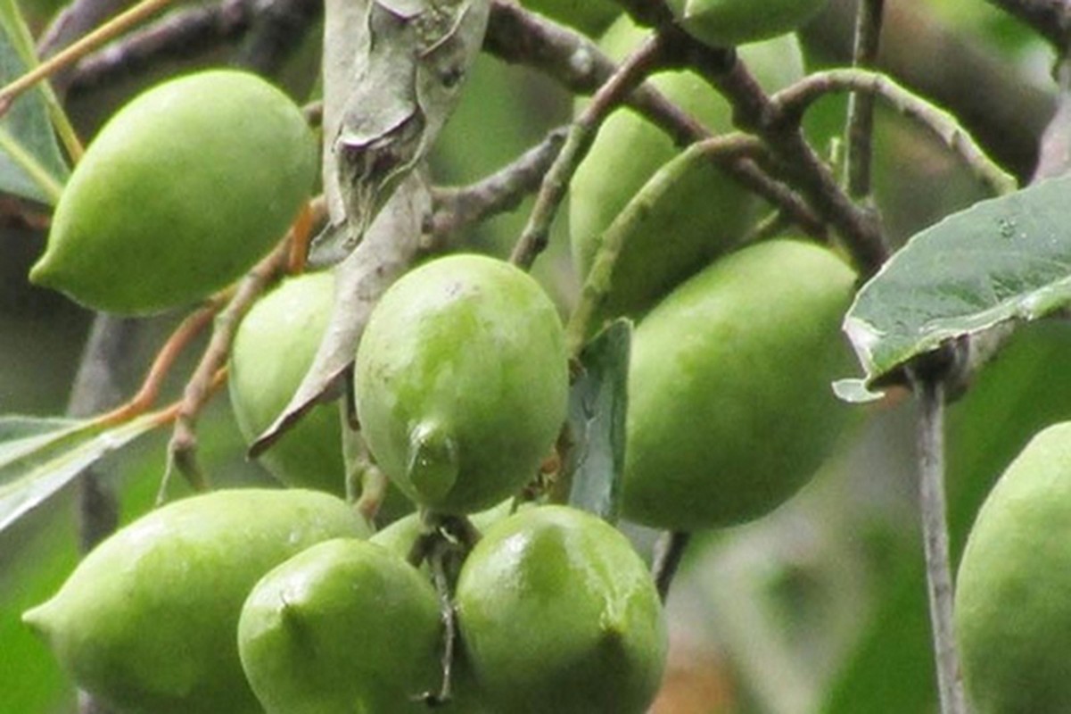 Cay dai hoa “mo tien”, dan trong nhan tenh ban 200.000/kg-Hinh-7