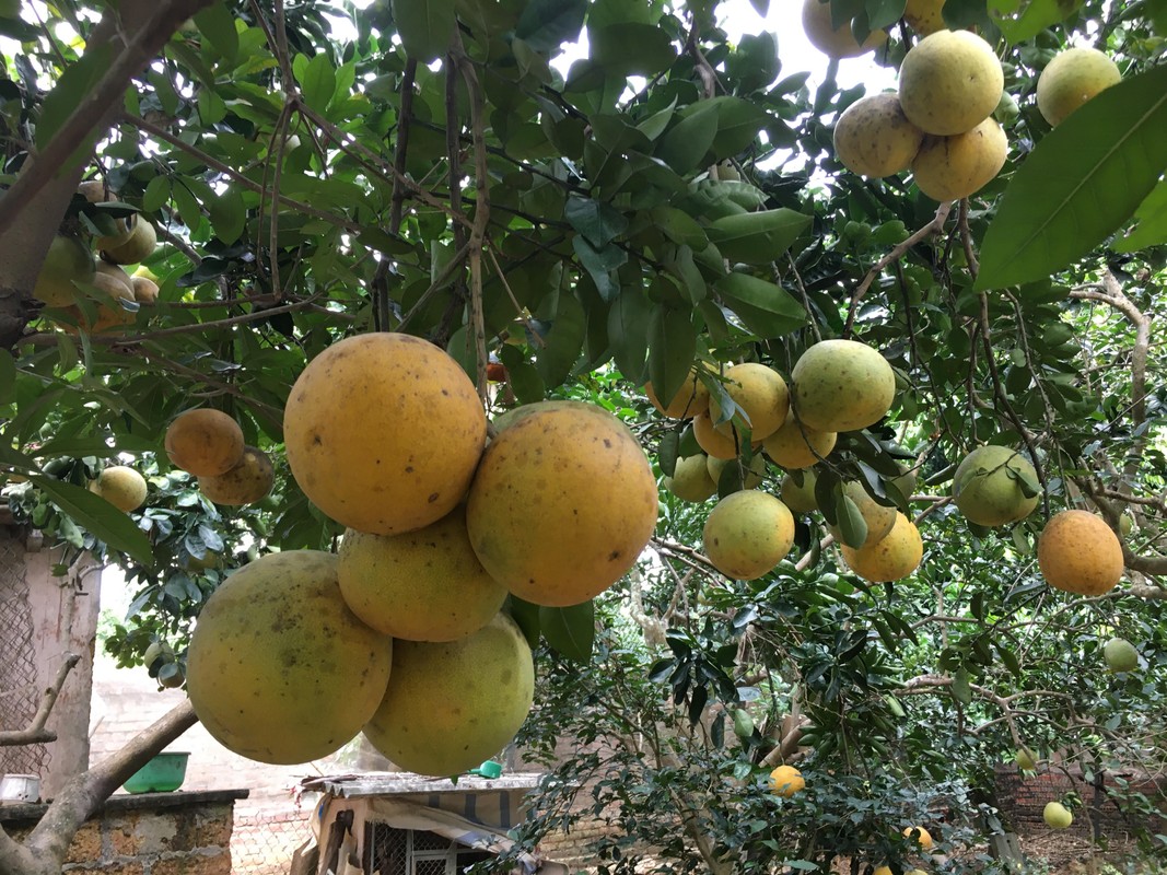 Buoi Dien bat ngo duoc mua, nong dan khap khoi co Tet am