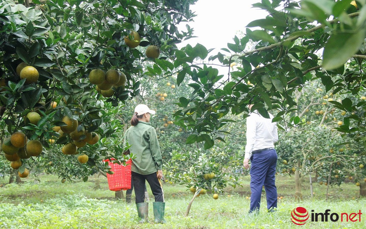 Nhung vuon cam triu qua, mang lai tien ty cho nguoi dan xu Nghe-Hinh-10