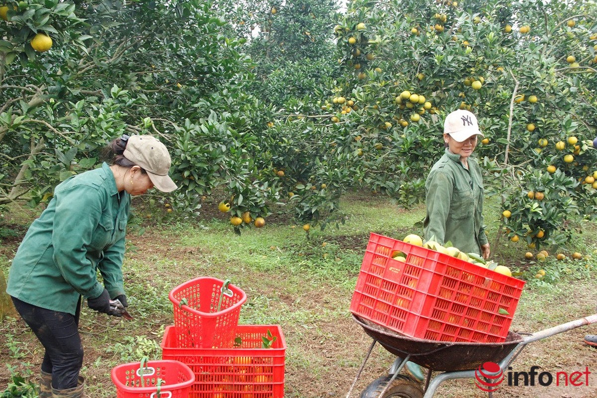 Nhung vuon cam triu qua, mang lai tien ty cho nguoi dan xu Nghe-Hinh-5