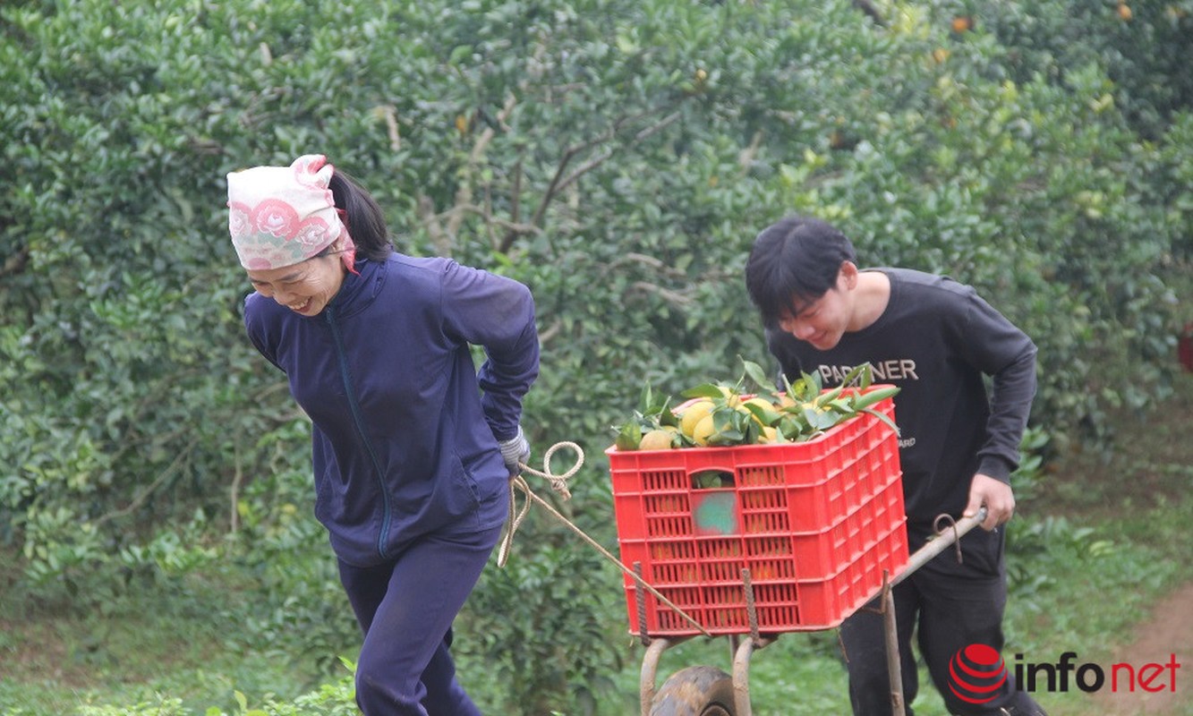 Nhung vuon cam triu qua, mang lai tien ty cho nguoi dan xu Nghe-Hinh-9