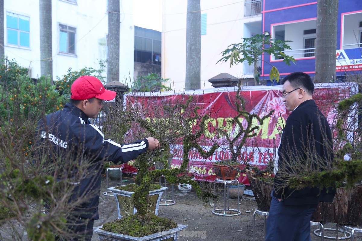 Chiem nguong cay nhat chi mai doc la lan dau tien xuat hien o Vinh-Hinh-10