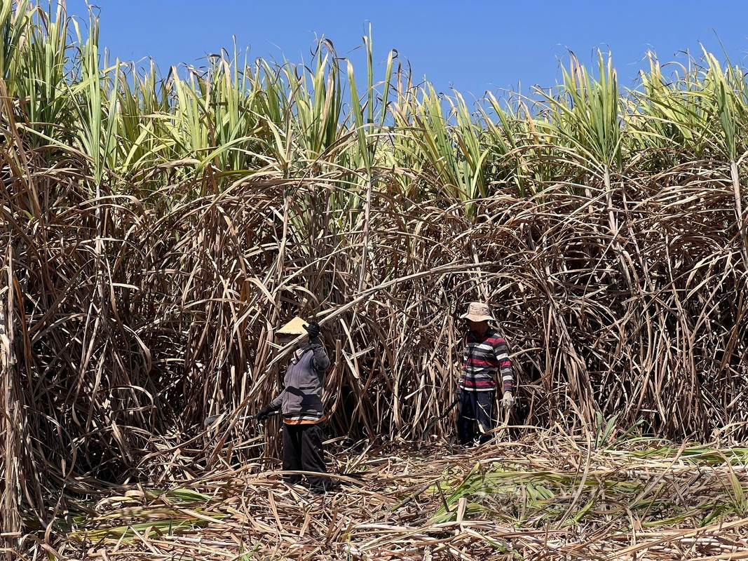 View - 	Chặt mía dưới nắng nóng nông dân Kon Tum được trả công thế nào