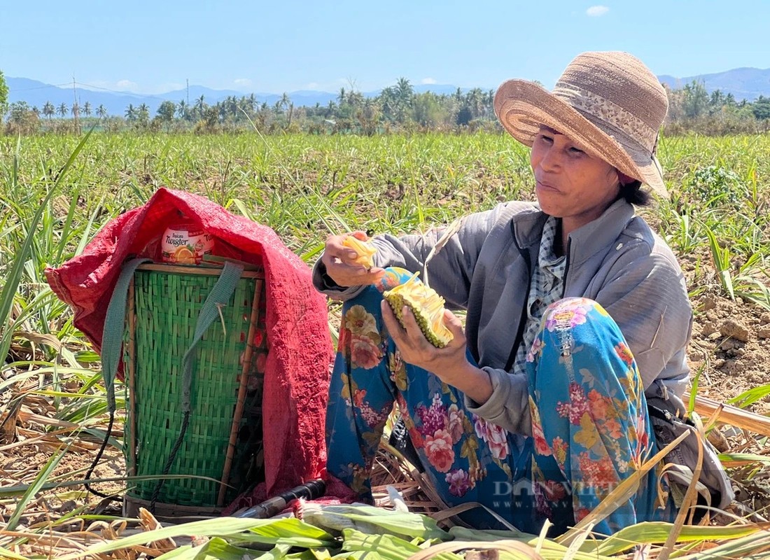 View - 	Chặt mía dưới nắng nóng nông dân Kon Tum được trả công thế nào